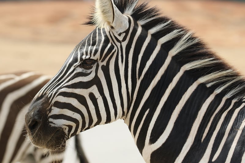 Safari in Serengeti National Park, Tanzania